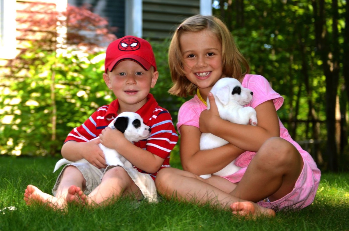 Lucy and hudson holding two jack russell puppies in maine