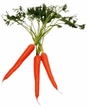 Carrot_vegetable