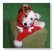 irish jack russell terrier puppies for sale