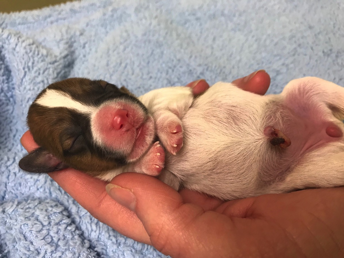This little jack russell pup is just hours old