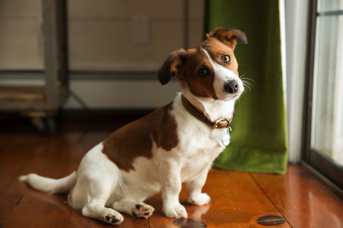 Irish Jack Russell Terrier - Photos All Recommendation