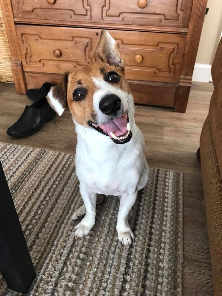 Happy dog sitting on a striped rug.