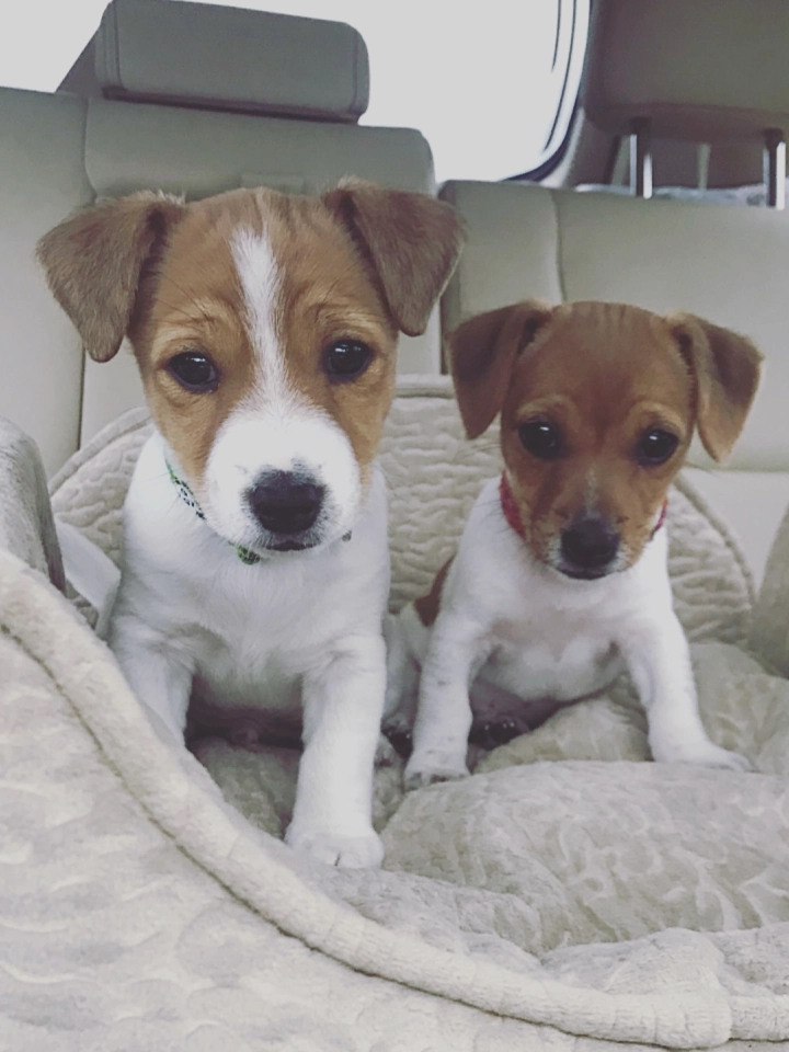 Two puppies sitting in a car seat.