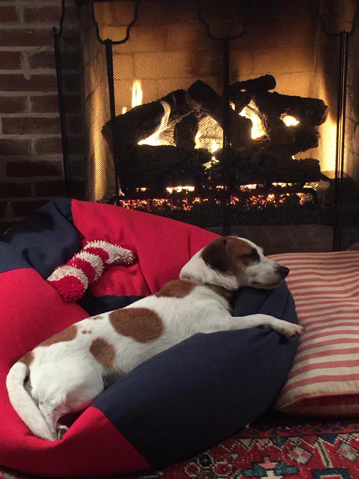 Dog resting by a cozy fireplace.