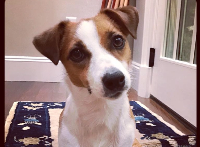 Cute dog tilting head on patterned rug. Cute dog tilting head on patterned rug.