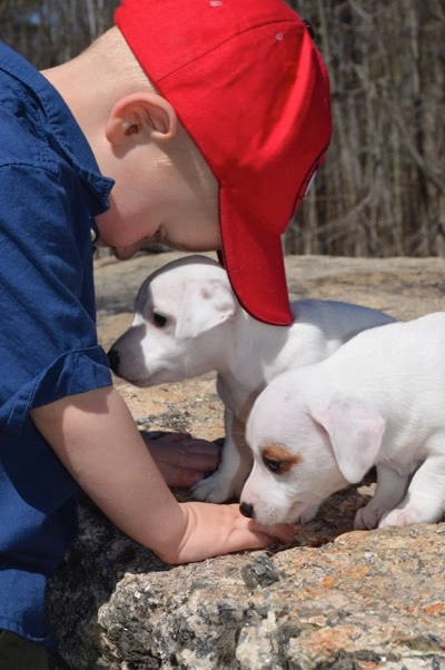 Child with red cap feeding two puppies. Child with red cap feeding two puppies.
