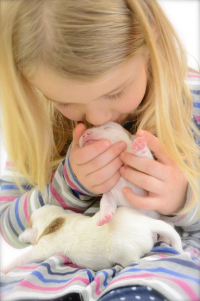 Child holding and kissing newborn puppies lovingly. Child holding and kissing newborn puppies lovingly.