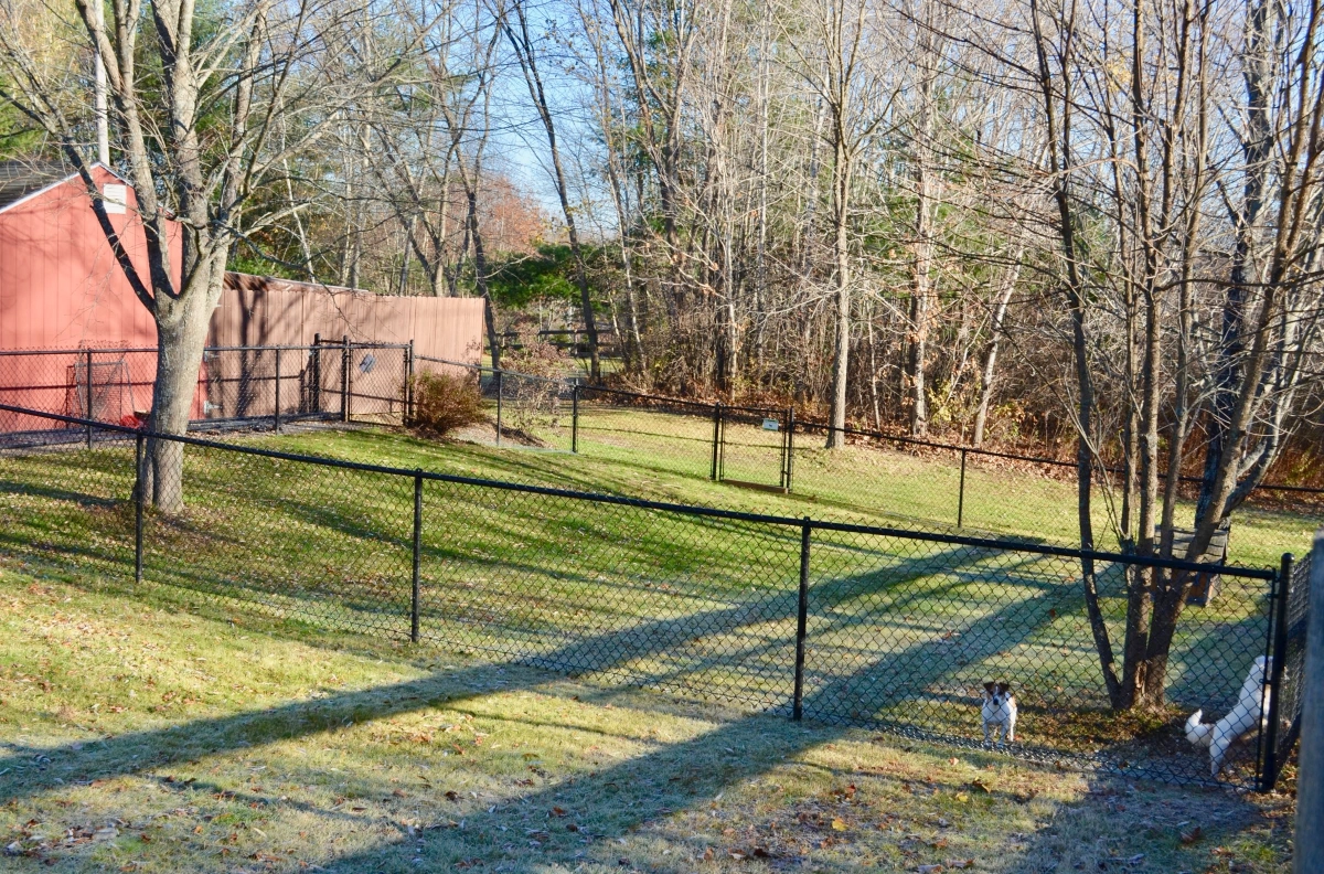 Fenced yard with trees and small dog.