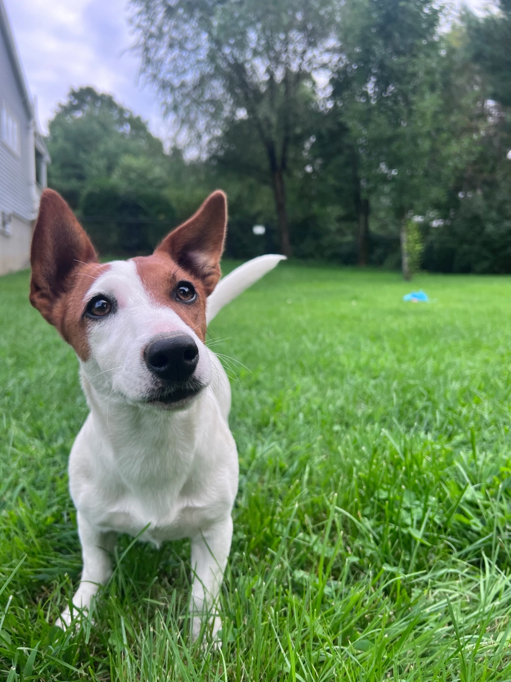 Dog on grass with trees in background.