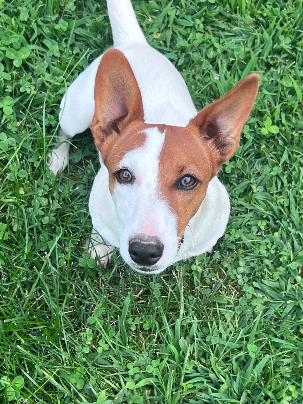 Dog sitting on grass, looking up.