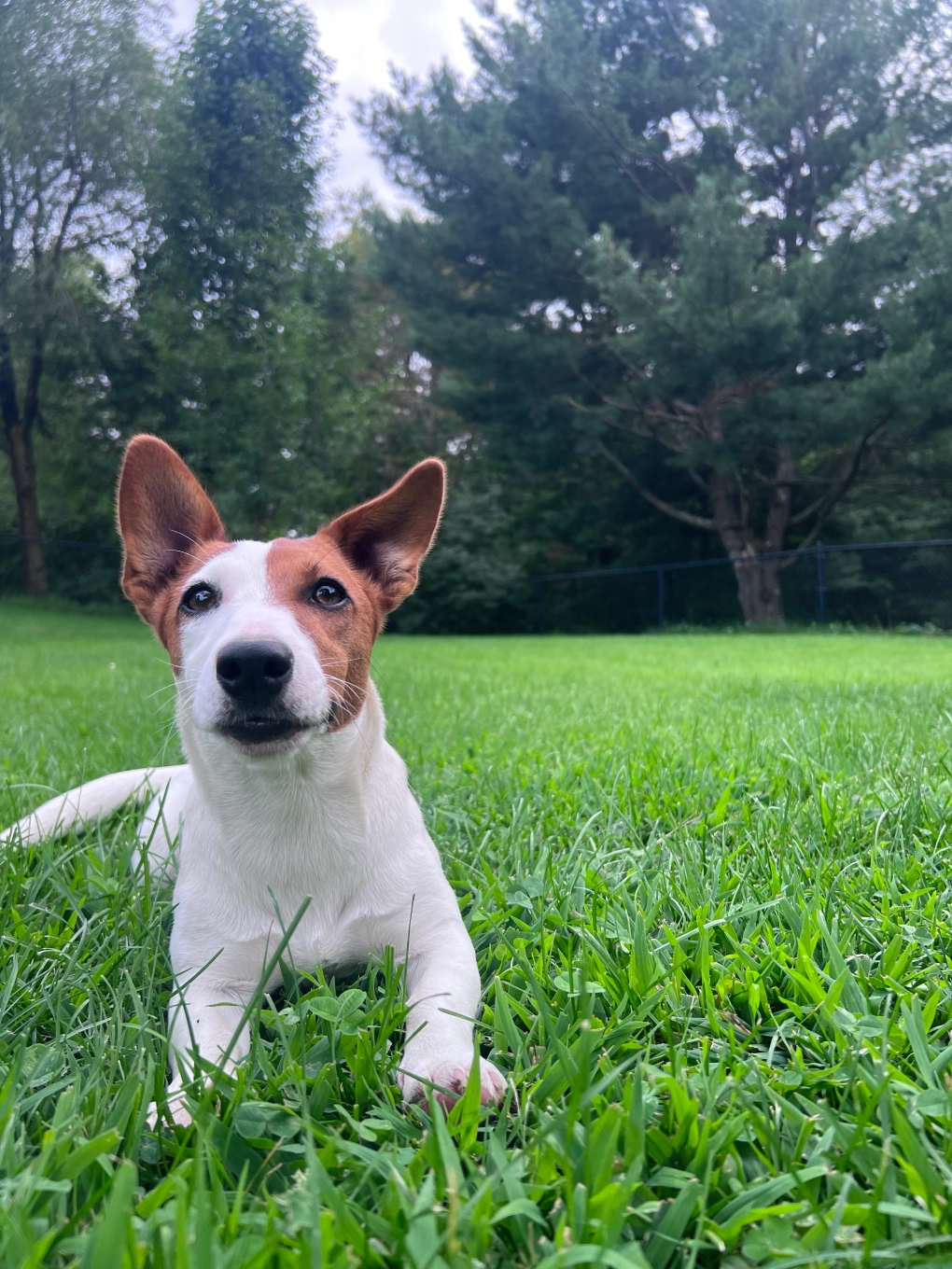 Dog lying on grass in a park.