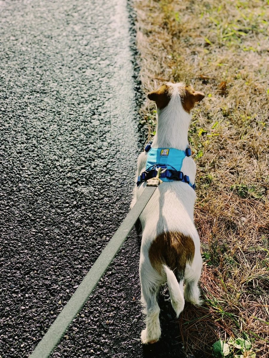 Dog on leash walking along paved path.