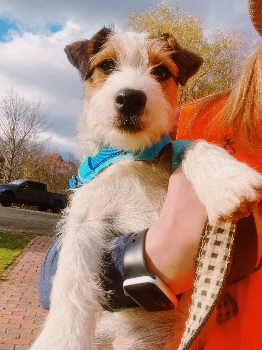 Dog in blue harness being held outside.