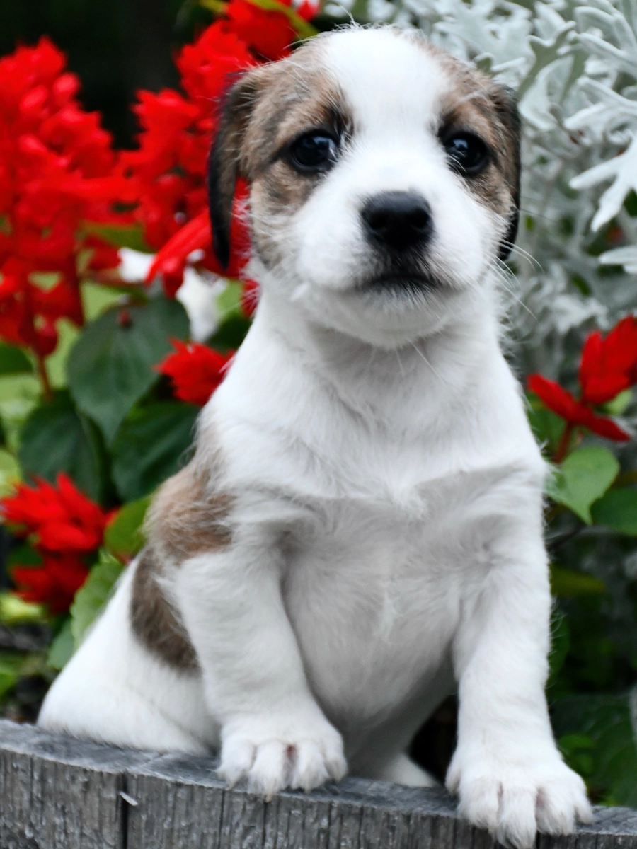 Puppy sitting with vibrant red flowers.