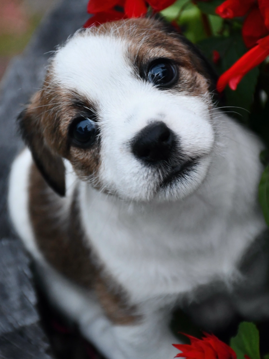 Puppy with red flowers, curious expression.