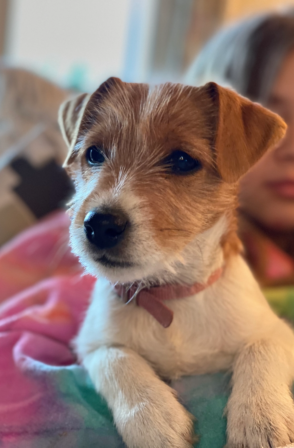 Cute puppy resting on colorful blanket.