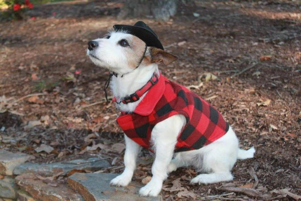 Dog in plaid jacket and hat outside.