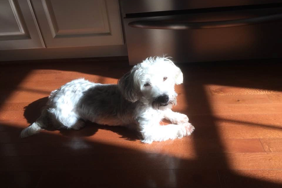 Dog lying in sunlight on wooden floor.