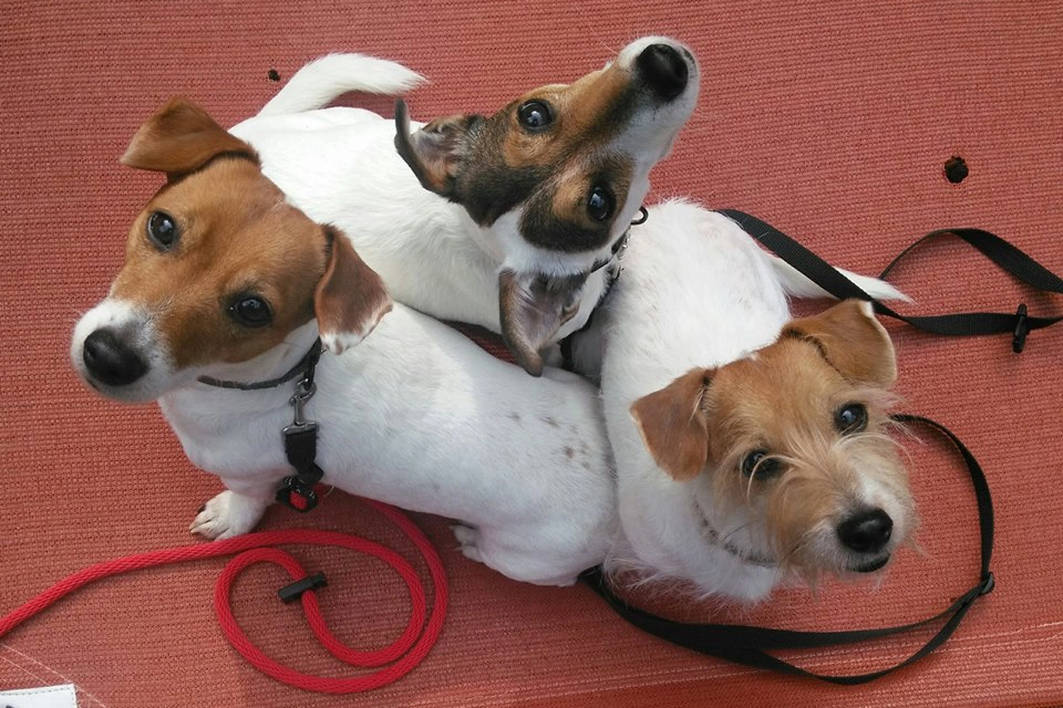 Three dogs sitting on red surface.