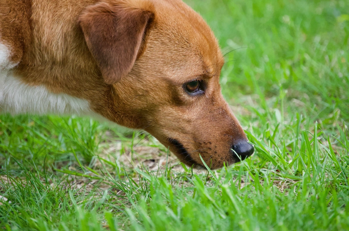 Dog sniffing grass in a green field.