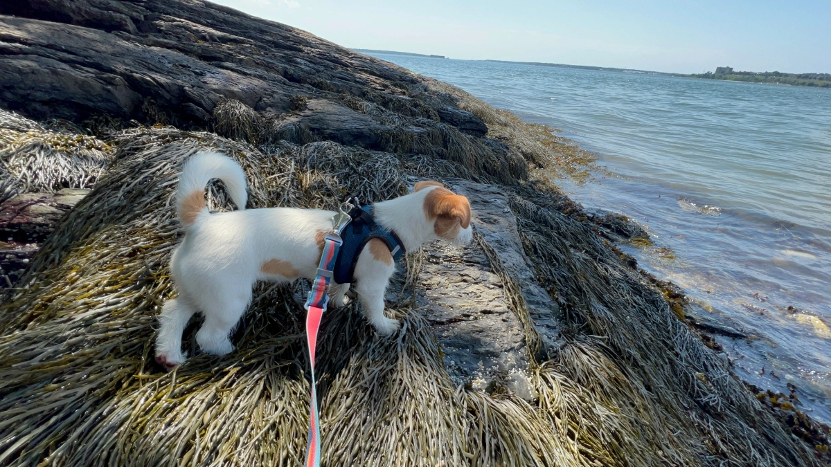 Dog on rocky shore by the sea.