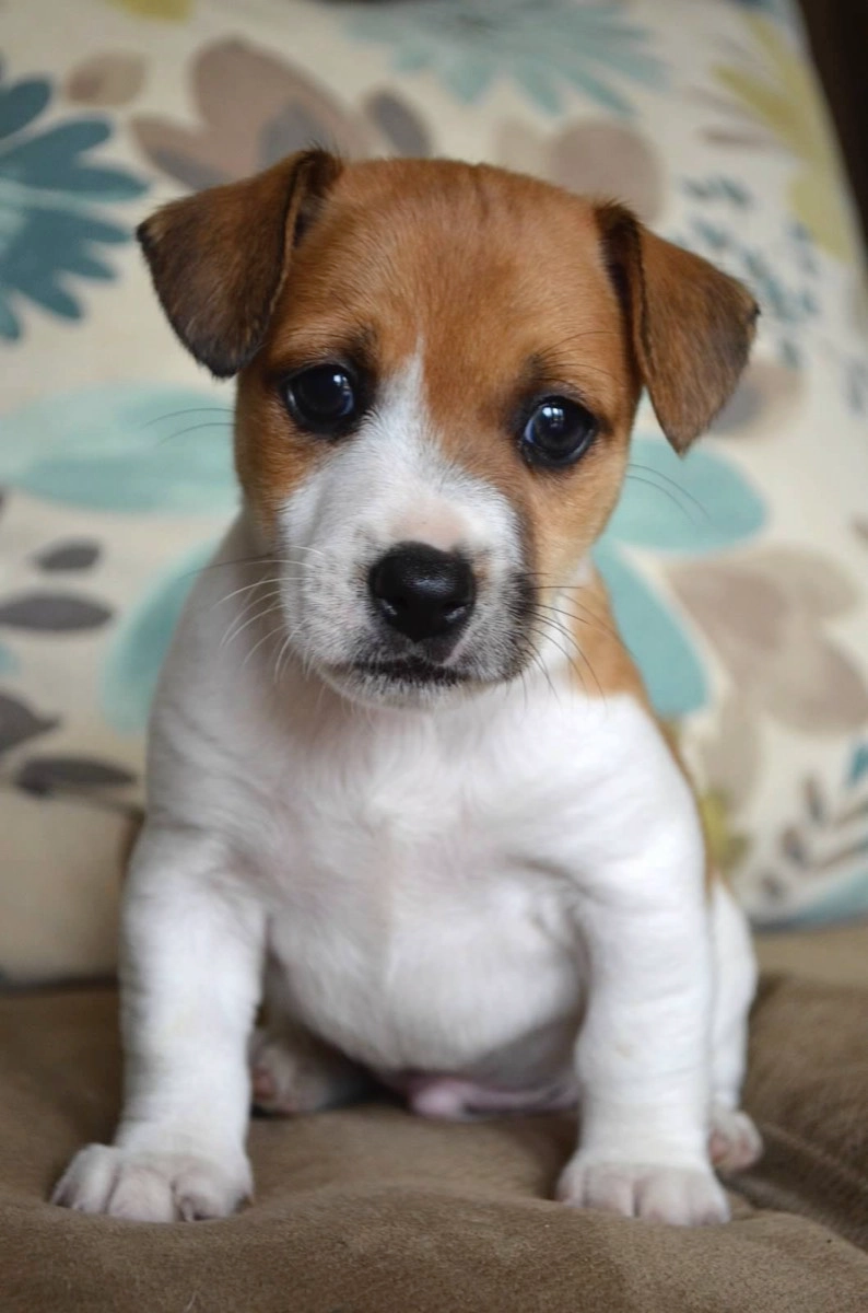 Cute puppy sitting on a patterned cushion.