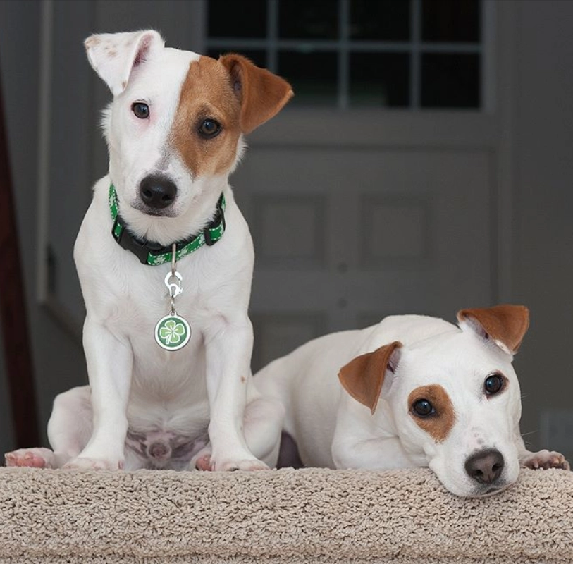 Two Jack Russell Terriers on carpeted steps. Two Jack Russell Terriers on carpeted steps.