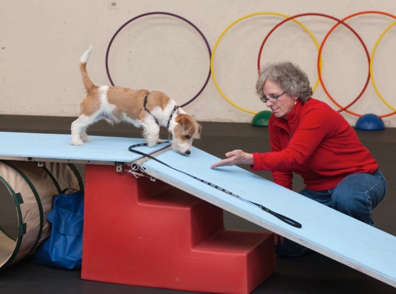 Dog training on ramp with handler guidance. Dog training on ramp with handler guidance.