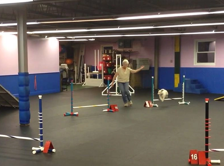 Dog agility training in indoor facility. Dog agility training in indoor facility.