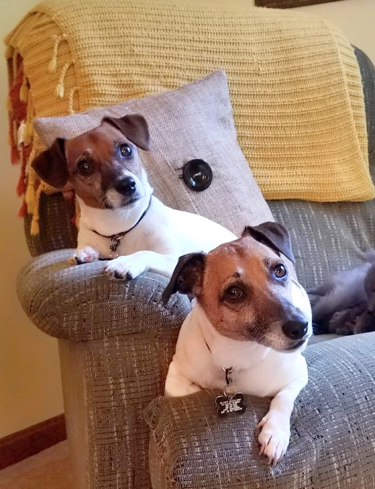 Two Jack Russell Terriers on a chair. Two Jack Russell Terriers on a chair.