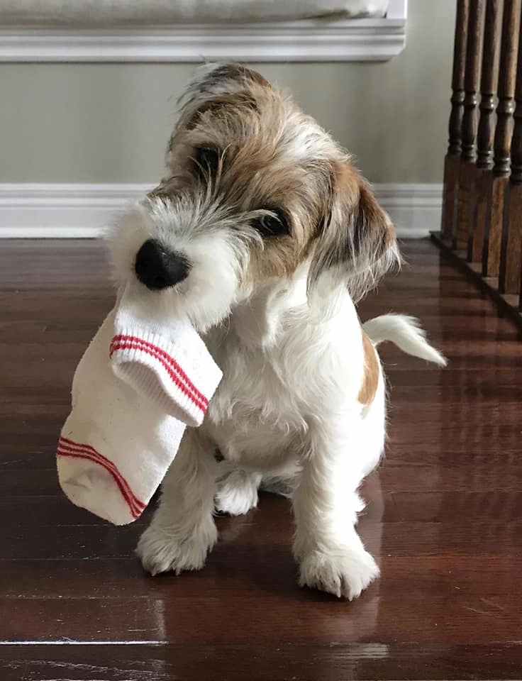 Dog holding a sock in its mouth. Dog holding a sock in its mouth.