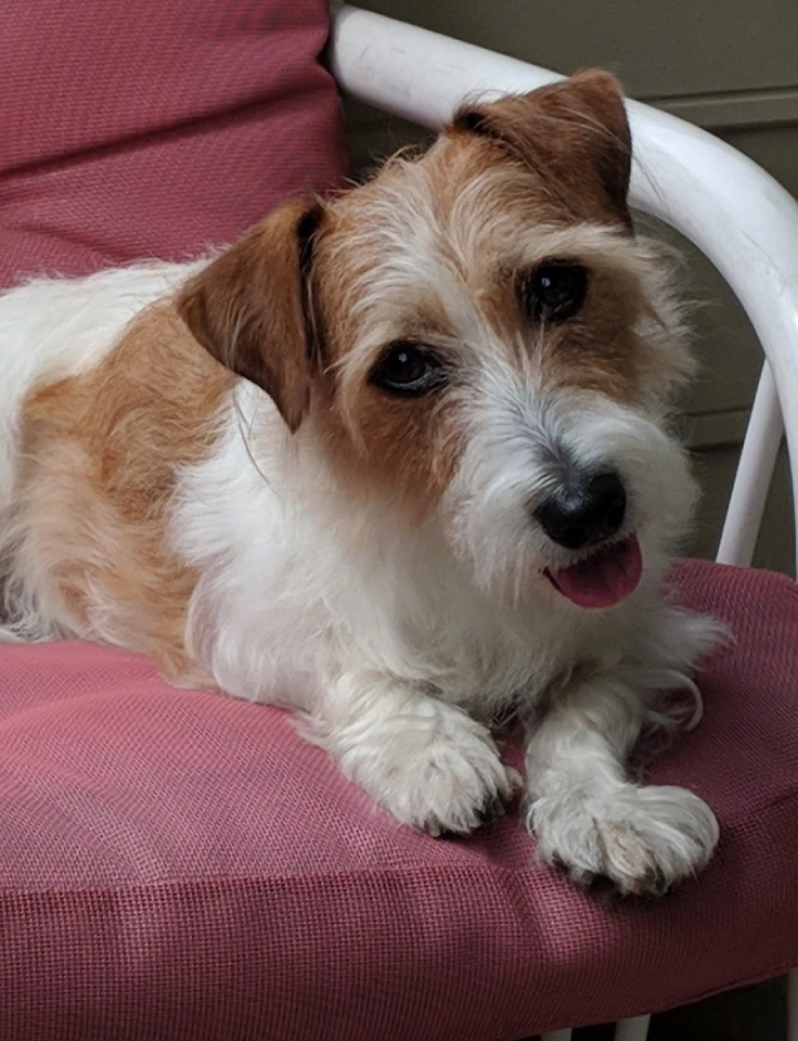 Cute dog lounging on pink chair. Cute dog lounging on pink chair.