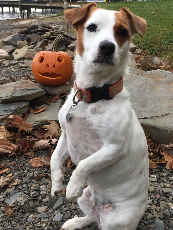 Dog posing with carved pumpkin outdoors.