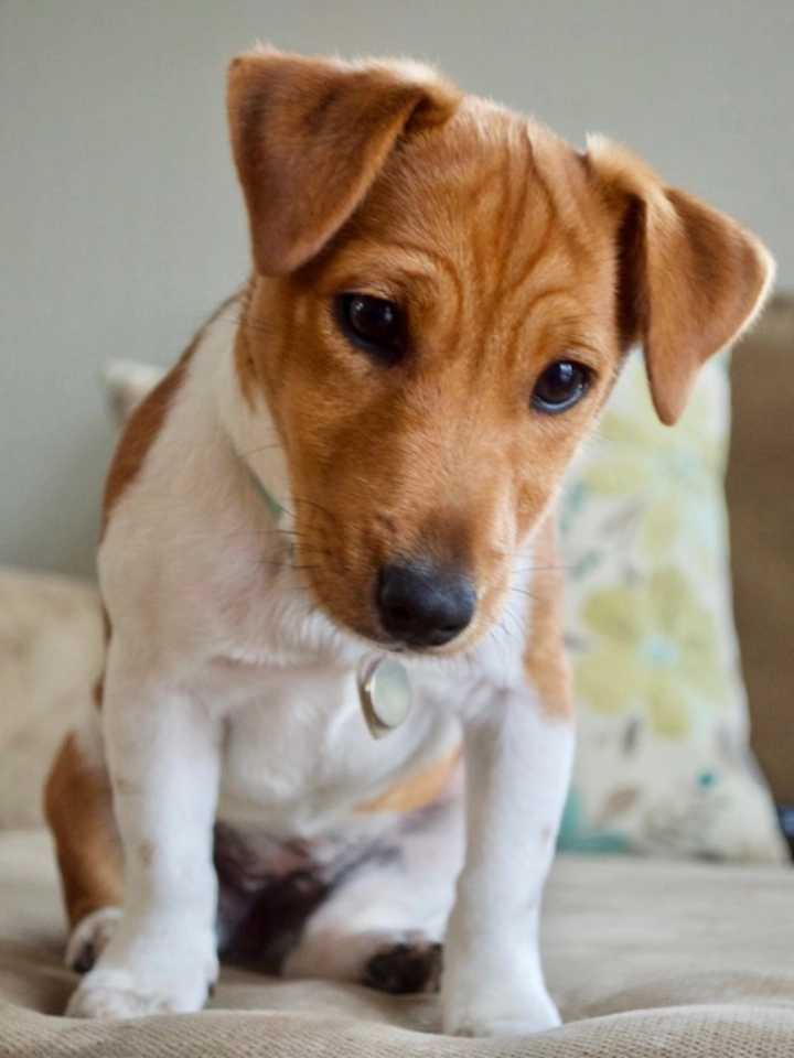 Cute puppy sitting on a couch.