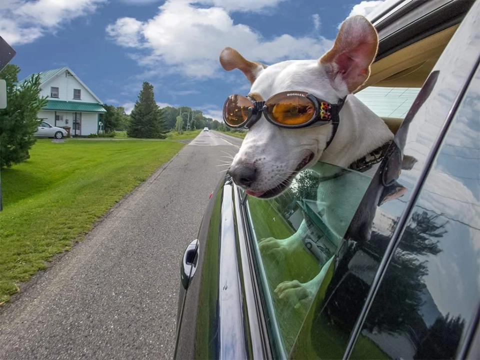 Dog wearing goggles, looking out car window.