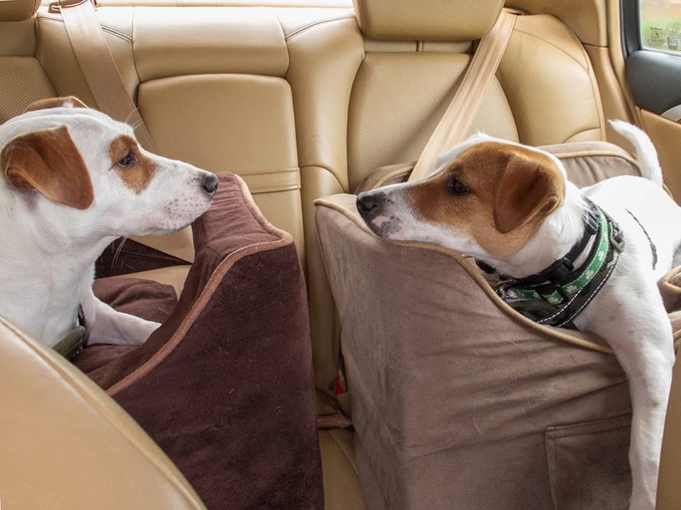 Two dogs facing each other in car.