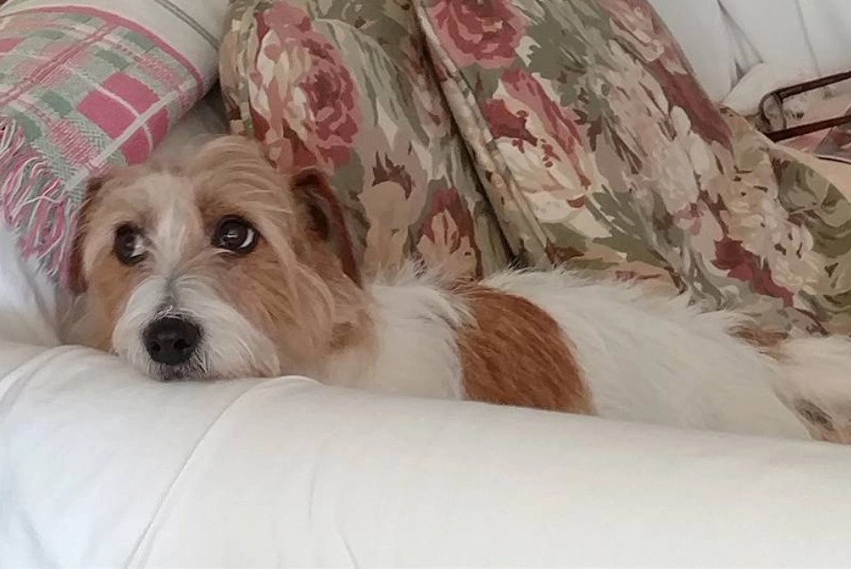 Dog resting on a floral-patterned couch.