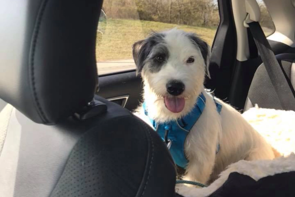 Happy dog in car wearing blue harness.