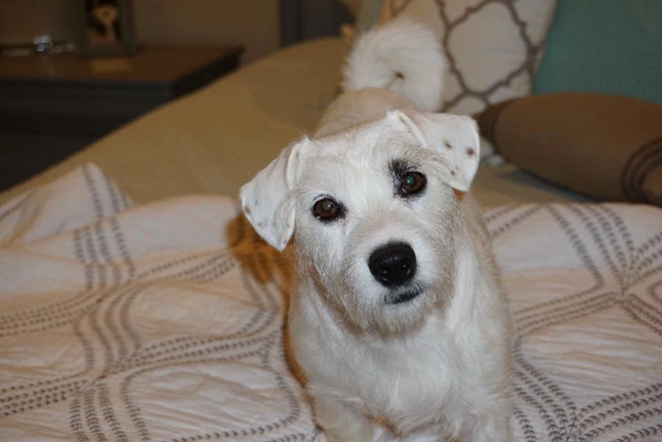 White dog standing on a bed indoors.