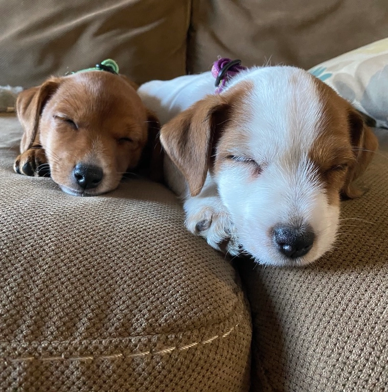Sleeping puppies on a brown couch.