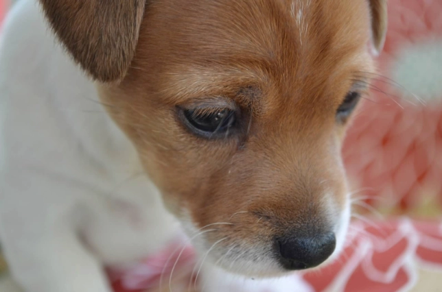 Cute puppy looking down on pink blanket.