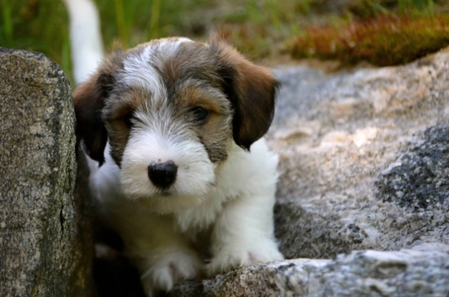Puppy exploring rocky outdoor terrain.