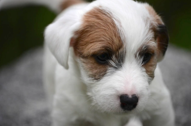 Cute puppy with brown and white fur.