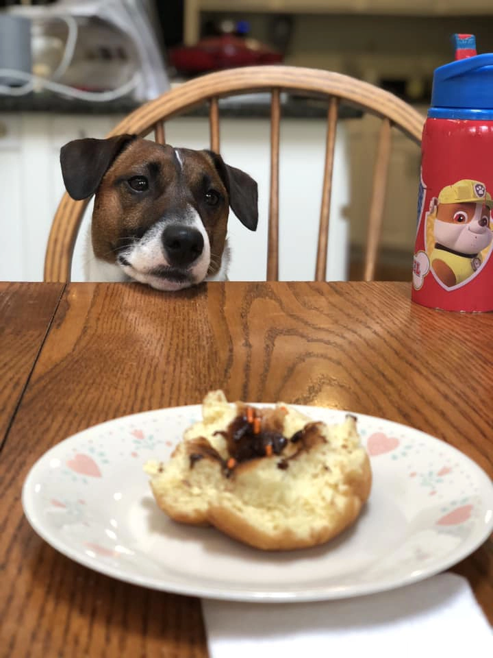 Dog eyeing food on kitchen table. Dog eyeing food on kitchen table.