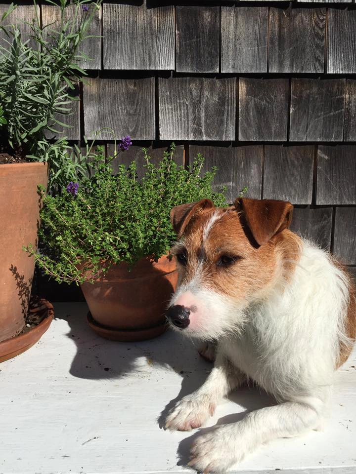 Dog resting beside potted plants outside. Dog resting beside potted plants outside.