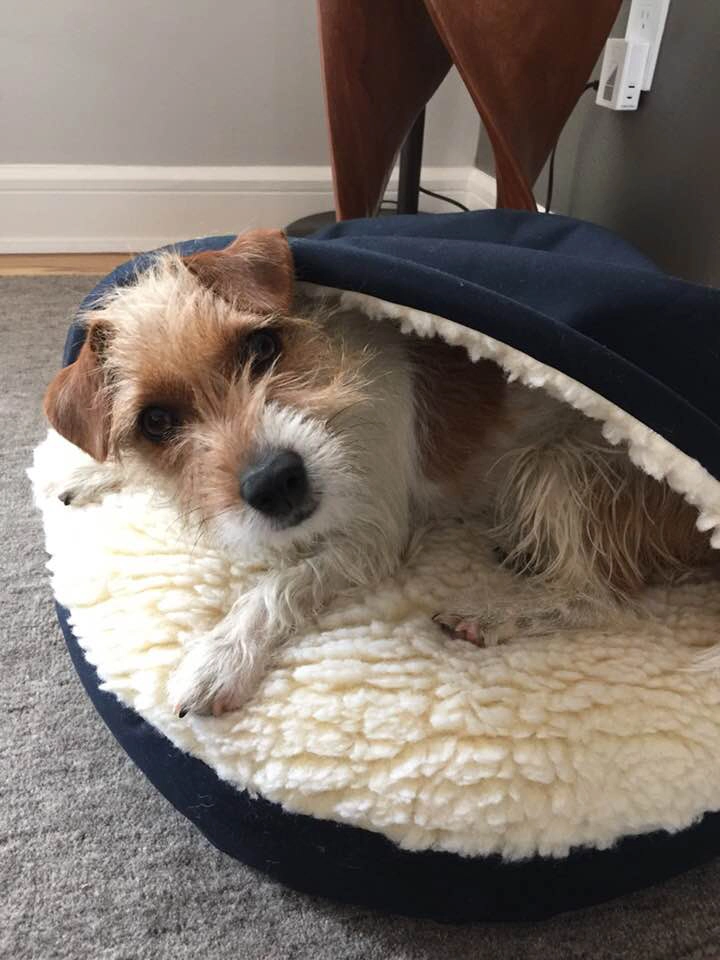 Dog resting in cozy pet bed. Dog resting in cozy pet bed.