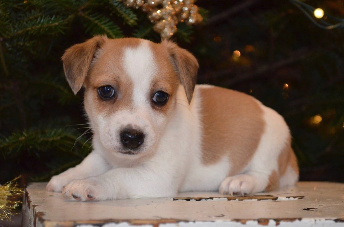 Cute puppy lying near Christmas tree.