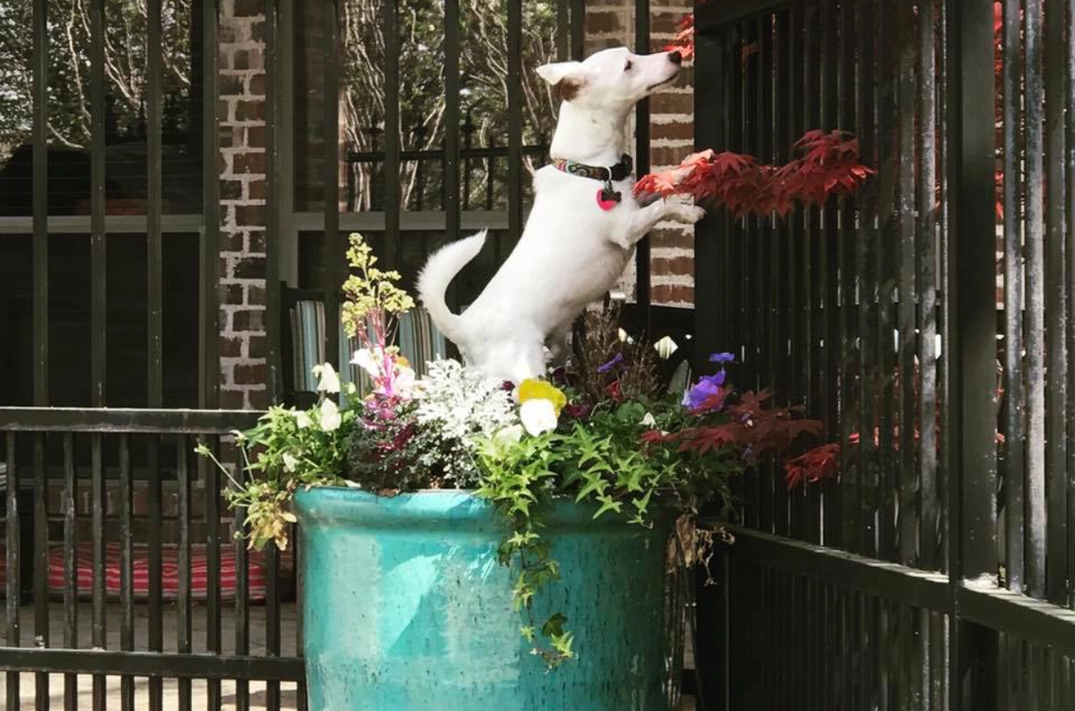 Dog climbing on large flower pot outside.