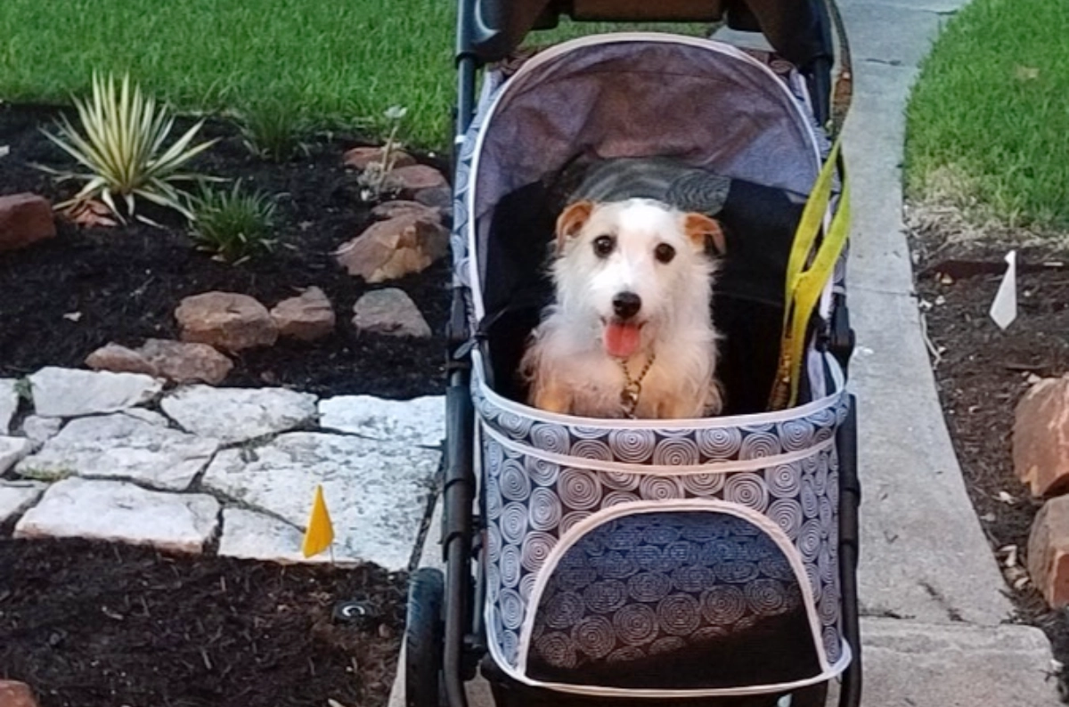 Dog in stroller on garden path.