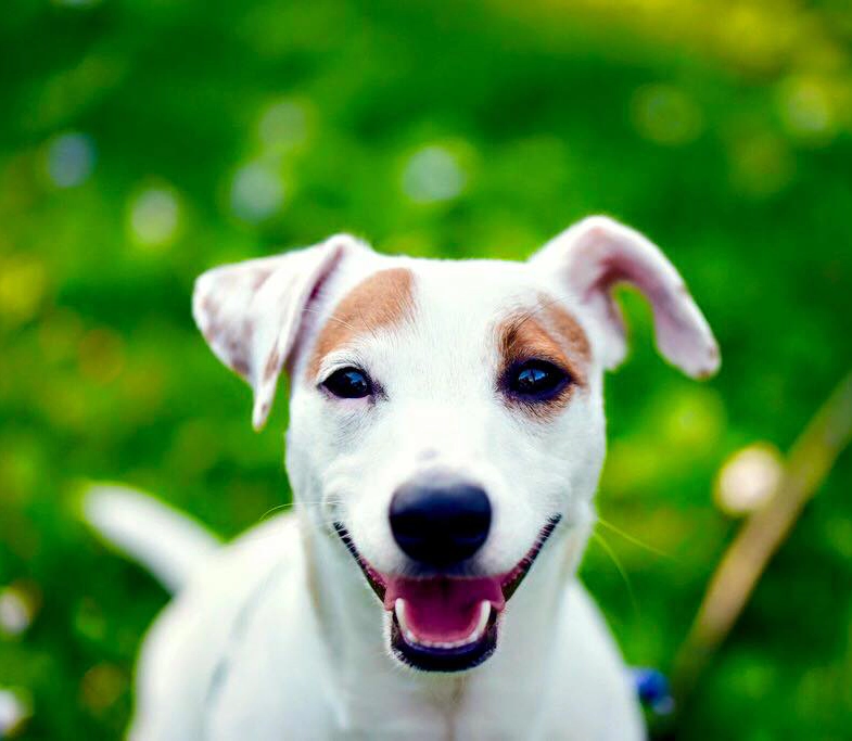 Happy dog on green grass background.